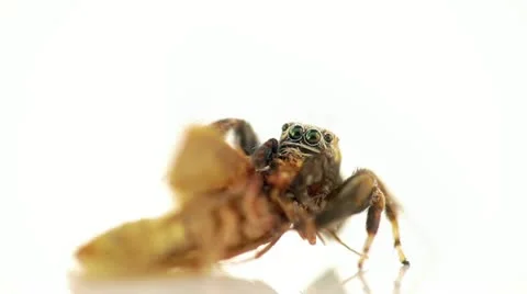 Jumping spider Stock Footage