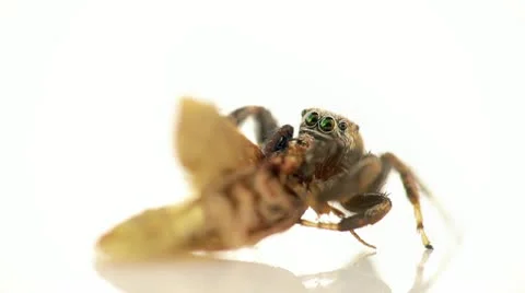 Jumping spider Stock Footage 11866596