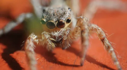 Jumping Spider Stock-Footage 38870850