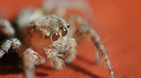 Jumping Spider Stock-Footage 38870853