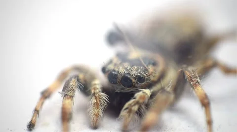 Jumping Spider Stock Footage 67183555