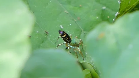 Jumping spider. Stock Footage 118477386