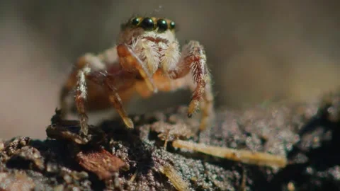 JUMPING SPIDER Stock Footage 130820171