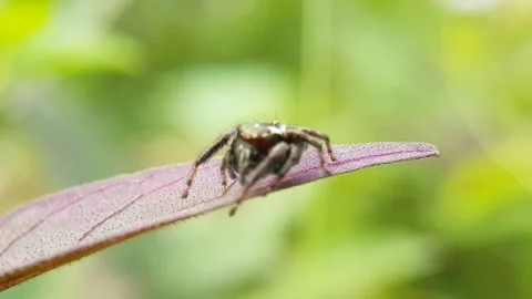 Jumping Spider Vidéo 221919851