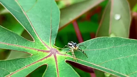 Jumping Spider Stock Footage 232932600