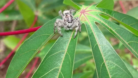 Jumping Spider Stock Footage 232995032