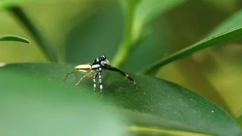 Jumping spider Stock Footage 237162432