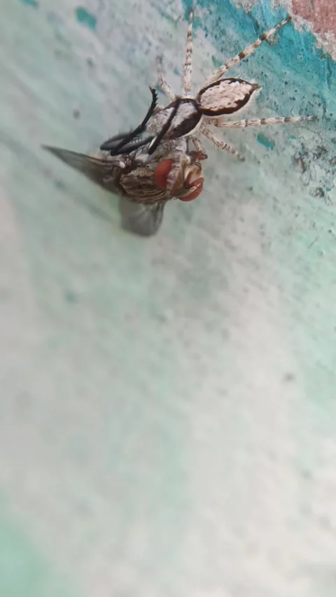 Jumping spider Stock Footage 287405070