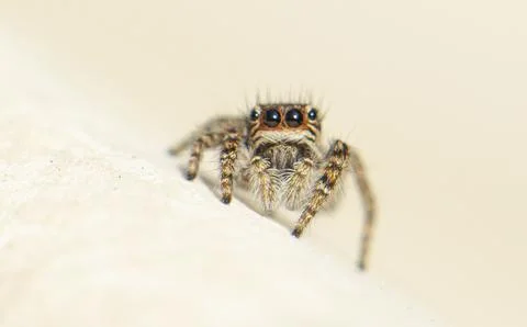 Jumping spider front view close up Photos