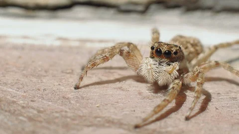 Jumping spider is getting nervous and run away, macro portrait shot Stock Footage 129505363