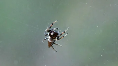 Jumping Spider on Glass Stock Footage 8561775