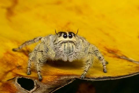 Jumping Spider on Golden Leaf Stock Photos