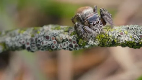 Jumping Spider in Grass and Twigs Captured in Stunning Macro Shot Video stock 316292676
