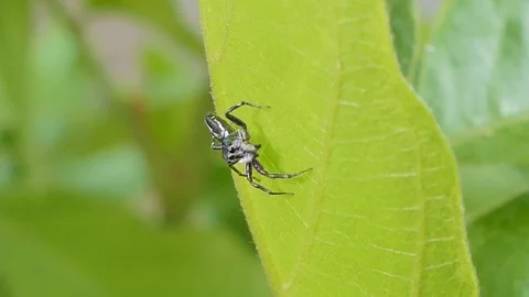 Jumping spider on green leaf. Stock Footage 113704294