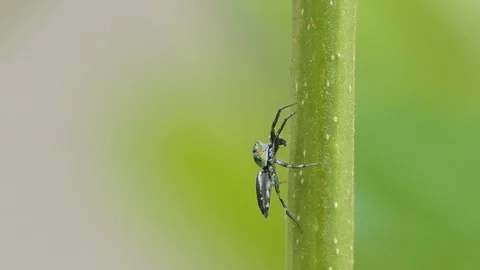 Jumping spider on green leaf. Stock Footage 113704295