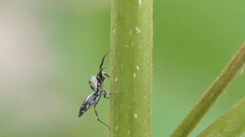 Jumping spider on green leaf. Stock Footage 113704319
