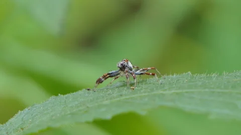 Jumping spider  on green leaf. Stock Footage 136235314