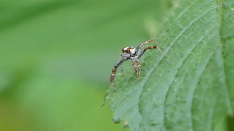 Jumping spider on green leaf. Stock Footage 137162379