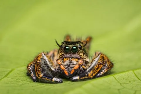 Jumping Spider on green leaf. Stock Photos