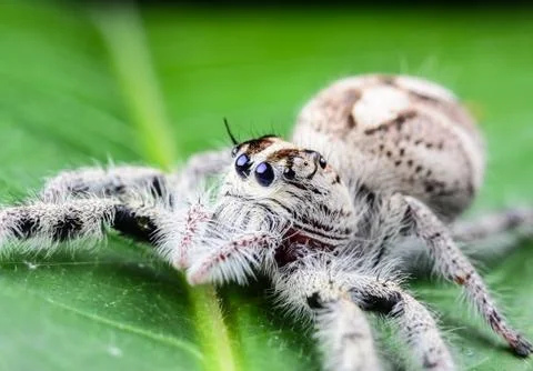 Jumping spider on green leaf Stock Photos