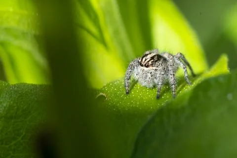 Jumping spider on a green leaf Stock Photos