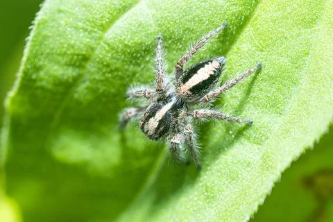 Jumping spider on a green leaf Stock Photos