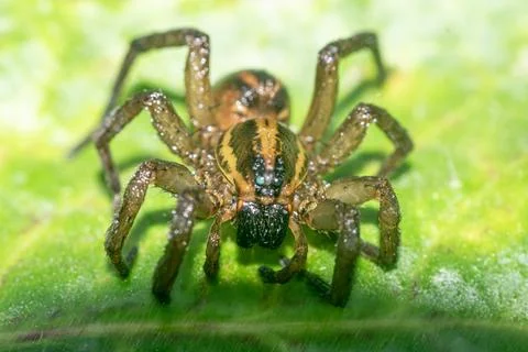 Jumping spider on a green leaf Stock Photos