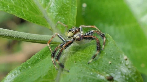 Jumping spider on green leaves. Stock Footage 115645286