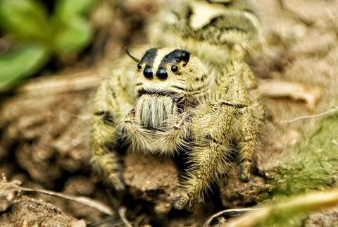 Jumping spider on the ground Stock Photos