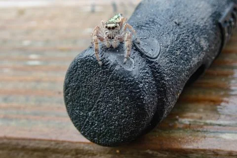 Jumping-spider-on-handle Stock Photos