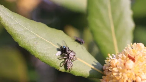 Jumping spider HD 動画素材 129021688