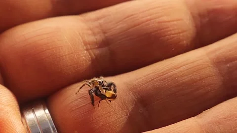 Jumping Spider Holding Fly Crawling on Hand with Silk Safety Thread Stock Footage 312375040