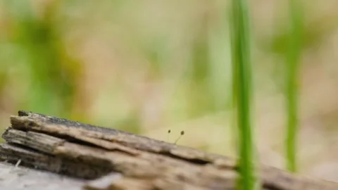 Jumping Spider Hopping on Branches and Grass in Slow Motion Macro Shot Vídeo Stock 316292089