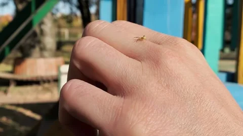 Jumping Spider insect on the human skin of hand, macro closeup Stock Footage 164996997