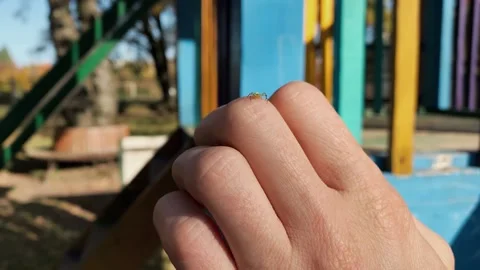 Jumping Spider insect on the human skin of hand, macro closeup Stock Footage 164997024