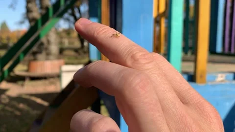 Jumping Spider insect on the human skin of hand, macro closeup Stock Footage 164997067
