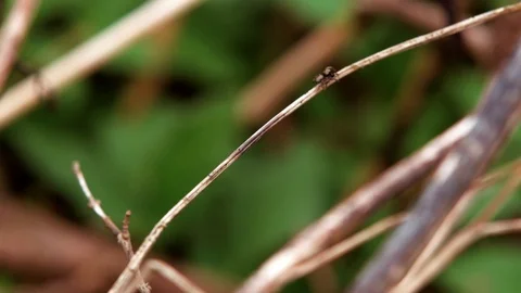 Jumping Spider insect walking on thin wisp - Salticidae Stock Footage 89613869