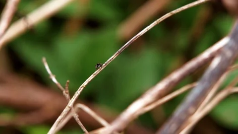 Jumping Spider insect walking on wisp - Salticidae Stock Footage 89613490
