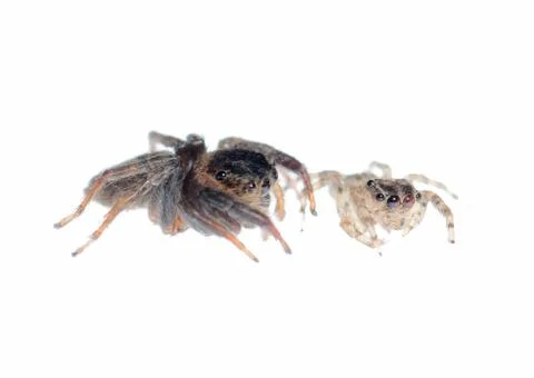 Jumping spider isolated on white background Stock-Fotos