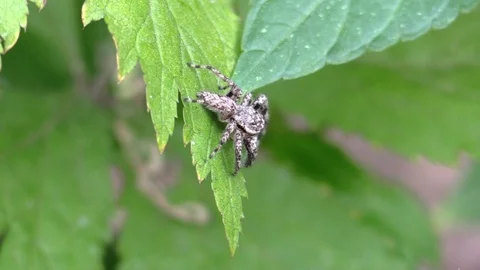 Jumping spider jumps off tree leaves Stock Footage 79372241