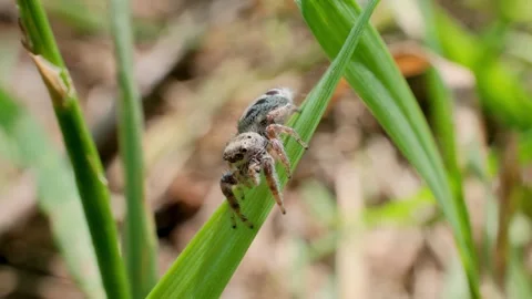 Jumping Spider Launching from Blade of Grass Macro Nature Video Video stock 338290967