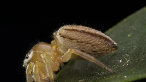 Jumping Spider on Leaf Closeup. Stock Footage 307263858