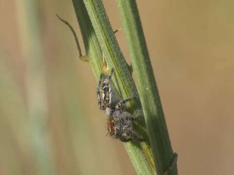 Jumping spider on Leaf Stock Footage 76498334