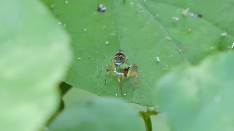 Jumping spider on leaf. Stock Footage 118477354
