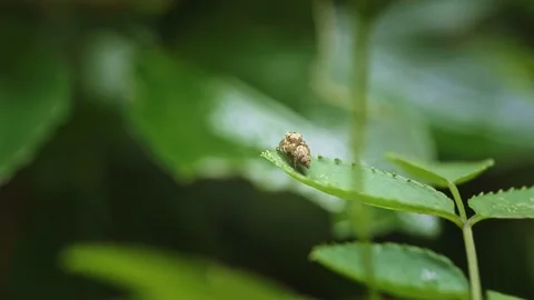 Jumping Spider on a Leaf Stock Footage 158239791