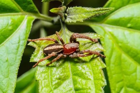 Jumping spider on leaf Stock Photos