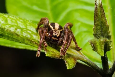 Jumping spider on leaf Stock Photos