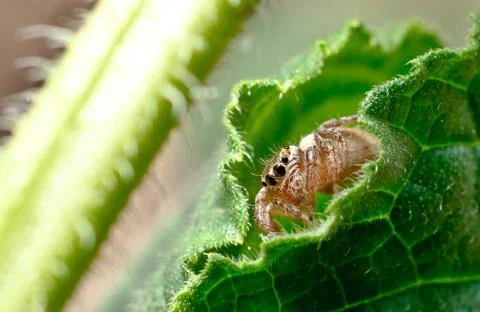 A jumping spider on a leaf Stock Photos