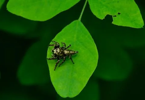 Jumping spider on a leaf Stock Photos