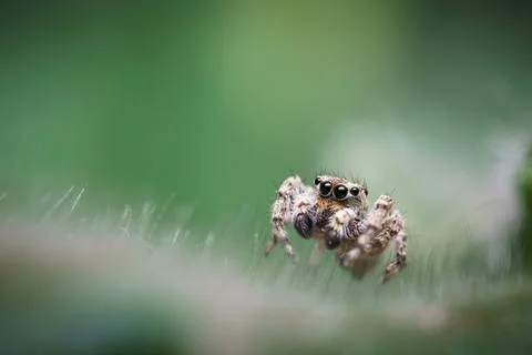 Jumping spider on a leaf of a violet Stock Photos